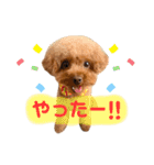 スーパー天才アイドル犬★もこたんさん！3（個別スタンプ：1）