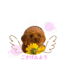 スーパー天才アイドル犬★もこたんさん！3（個別スタンプ：2）