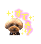 スーパー天才アイドル犬★もこたんさん！3（個別スタンプ：3）