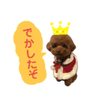 スーパー天才アイドル犬★もこたんさん！3（個別スタンプ：4）
