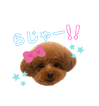 スーパー天才アイドル犬★もこたんさん！3（個別スタンプ：5）