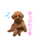 スーパー天才アイドル犬★もこたんさん！3（個別スタンプ：6）