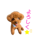 スーパー天才アイドル犬★もこたんさん！3（個別スタンプ：8）