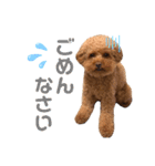 スーパー天才アイドル犬★もこたんさん！3（個別スタンプ：12）