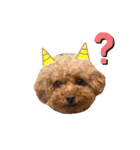スーパー天才アイドル犬★もこたんさん！3（個別スタンプ：14）