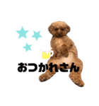スーパー天才アイドル犬★もこたんさん！3（個別スタンプ：15）