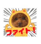 スーパー天才アイドル犬★もこたんさん！3（個別スタンプ：16）
