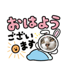 チビ助、虎坊、にゃん丸（個別スタンプ：1）