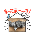 チビ助、虎坊、にゃん丸（個別スタンプ：3）