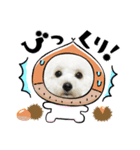 pannacotta③（個別スタンプ：6）