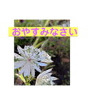 お庭のお花でこんにちは〜（個別スタンプ：3）