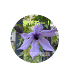 お庭のお花でこんにちは〜（個別スタンプ：6）