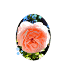 お庭のお花でこんにちは〜（個別スタンプ：8）