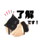 N--Animals（個別スタンプ：2）