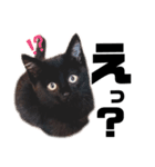 N--Animals（個別スタンプ：3）