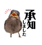 N--Animals（個別スタンプ：5）