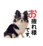 N--Animals（個別スタンプ：6）
