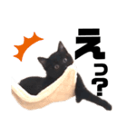N--Animals（個別スタンプ：7）