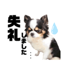 N--Animals（個別スタンプ：8）