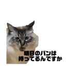 すもちゃんとねずこ（個別スタンプ：1）