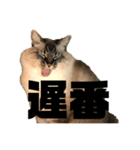 すもちゃんとねずこ（個別スタンプ：9）
