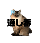 すもちゃんとねずこ（個別スタンプ：11）