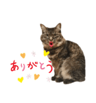 すもちゃんとねずこ（個別スタンプ：13）