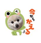 みぱか（個別スタンプ：15）
