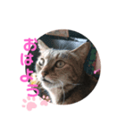おててが邪魔すたんぴ（個別スタンプ：1）