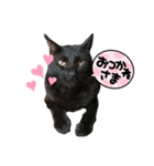 おててが邪魔すたんぴ（個別スタンプ：2）