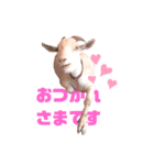 おててが邪魔すたんぴ（個別スタンプ：3）