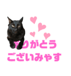 おててが邪魔すたんぴ（個別スタンプ：5）