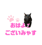 おててが邪魔すたんぴ（個別スタンプ：7）