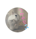 スタハム（個別スタンプ：5）