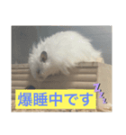 スタハム（個別スタンプ：7）