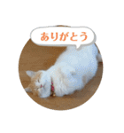 きな餅3（個別スタンプ：8）