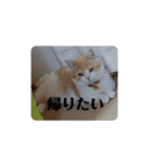 きな餅3（個別スタンプ：12）