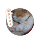 きな餅3（個別スタンプ：16）