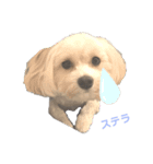 マルプー のステラ2（個別スタンプ：4）