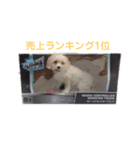 マルプー のステラ2（個別スタンプ：6）