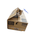 癒しの2匹②（個別スタンプ：3）