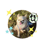 麦ちゃんの日常会話6（個別スタンプ：6）