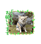 麦ちゃんの日常会話6（個別スタンプ：9）