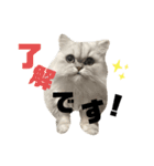 こはくはうるてと2！（個別スタンプ：3）