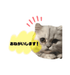 こはくはうるてと2！（個別スタンプ：7）