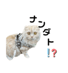 こはくはうるてと2！（個別スタンプ：9）