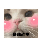 こはくはうるてと2！（個別スタンプ：13）