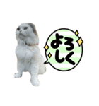 こはくはうるてと2！（個別スタンプ：15）