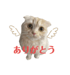 こはくはうるてと2！（個別スタンプ：16）