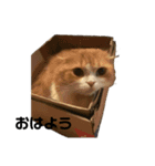 わが家のにゃんこーず（個別スタンプ：10）